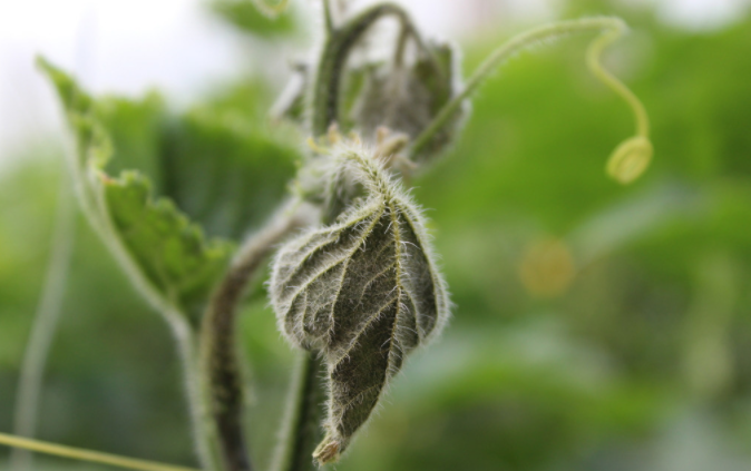 用病毒檢測(cè)儀為植物查明“病因”（植物病害檢測(cè)儀可以檢測(cè)哪些？）